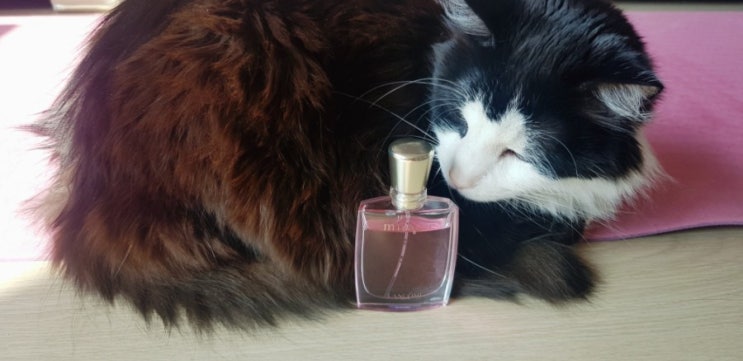  향수 랑콤 미라클 30ml