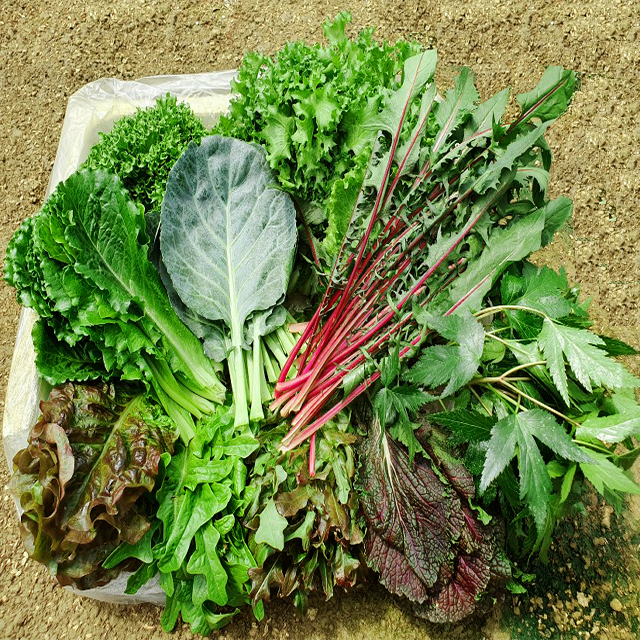 이순례농장 모듬쌈&샐러드채소1kg 당일수확 산지직송 (로메인 케일 미니아삭이 멀티레드 그린글레이스 치커리 오크립 쌈추 적치 불새 적근대 아이스퀸 적겨자 레드캐피탈 쑥갓 경수채 비타민등) 최소8가지 이상의 채소들을 구성하여 보내드립니다, 1box, 1KG 추천해요 이순례농장 모듬쌈&샐러드채소1kg 당일수확 산지직송 (로메인 케일 미니아삭이 멀티레드 그린글레이스 치커리 오크립 쌈추 적치 불새 적근대 아이스퀸 적겨자 레드캐피탈 쑥갓 경수채 비타민등) 최소8가지 이상의 채소들을 구성하여 보내드립니다, 1box, 1KG 추천해요