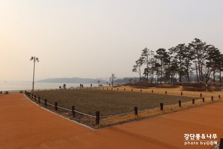  남양주 가볼만한곳 한강공원 삼패지구 자작나무 숲