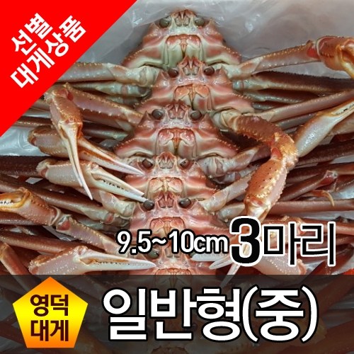 영덕대게 일반형 중(9.5cm~10cm) 3마리, 생물배송 추천해요 영덕대게 일반형 중(9.5cm~10cm) 3마리, 생물배송 추천해요