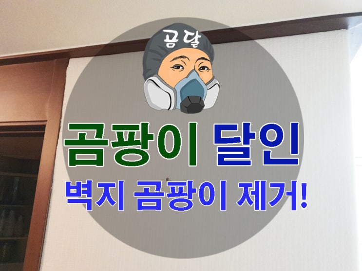  벽지 곰팡이제거 재발하지 않는 해법!