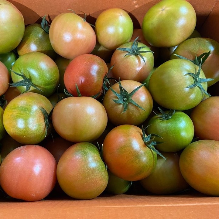  ️패피들 사이에 난리난, 브라보유통 대저 완숙토마토 25kg 50kg 소과 56번산지직배송 1박스 찰토마토 25kg 소과56번 리뷰 보셨나요?