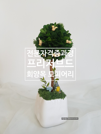  전문가 과정 일산 프리저브드 회양목 볼 토피어리