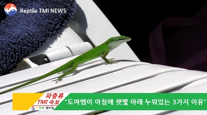  [주키퍼 렙타일] 파충류 TMI 속보 (35회) - 아침에 도마뱀이 햇볕 아래 누워있는 3가지 이유 (feat. 파충류 일광욕)