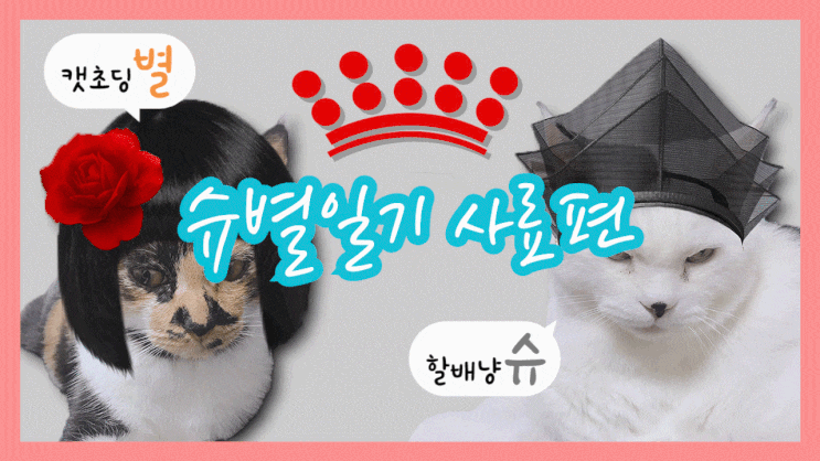  [슈별일기]할배냥과 캣초딩의 합사일기, 사료편 / 집사님들 정보공유해용!