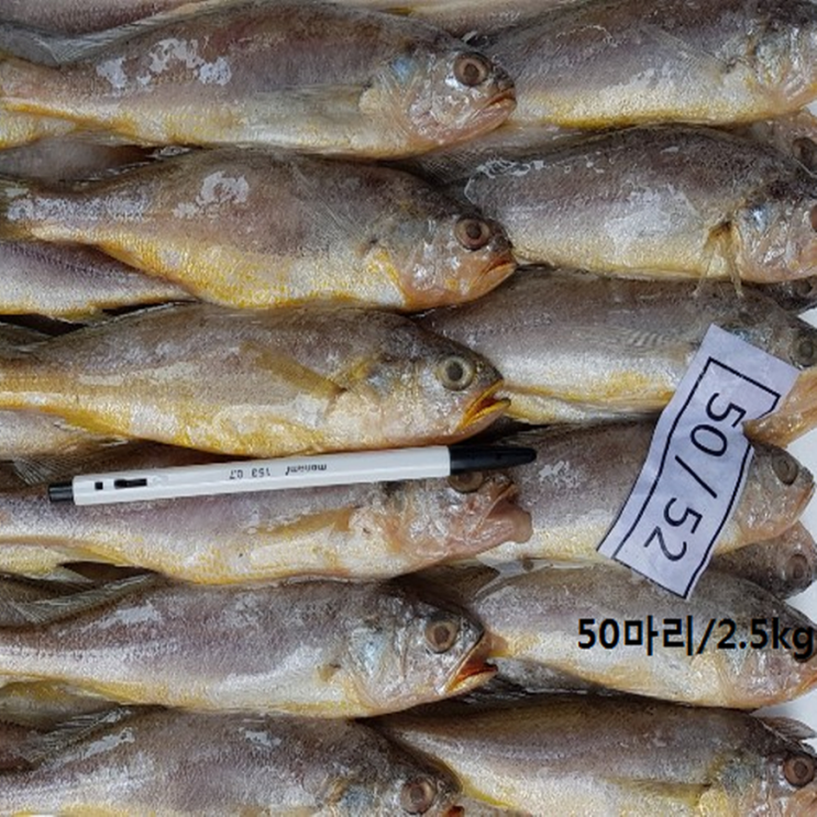 프라임 참조기, 50마리전후/2.5kg 추천해요 프라임 참조기, 50마리전후/2.5kg 추천해요