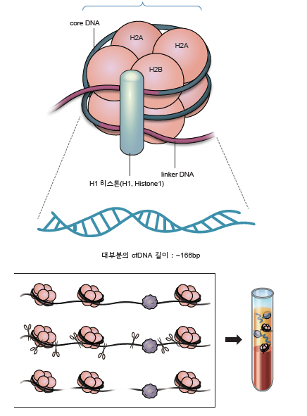  Liquid biopsy (액체생검) - ctDNA, CTC, exosome