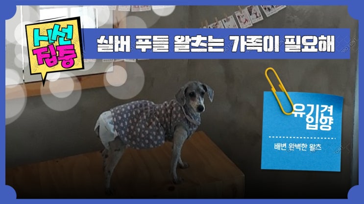 유기견입양. 성대수술 까지 한 푸들. 왜 버렸을까요?? 실버푸들 왈츠의 가족이되어주세요. 유기견입양. 성대수술 까지 한 푸들. 왜 버렸을까요?? 실버푸들 왈츠의 가족이되어주세요.