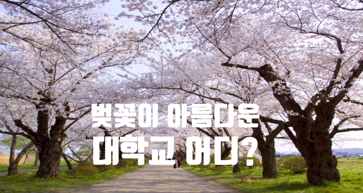  벚꽃축제 / 벚꽃명소 대학교편