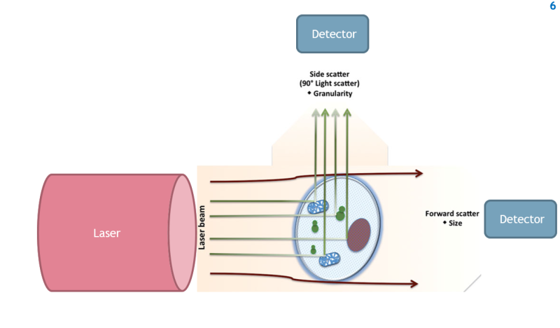Flow Cytometry(FCM/FACS)로 비장세포 속 B세포/T세포 분석 : 네이버 블로그