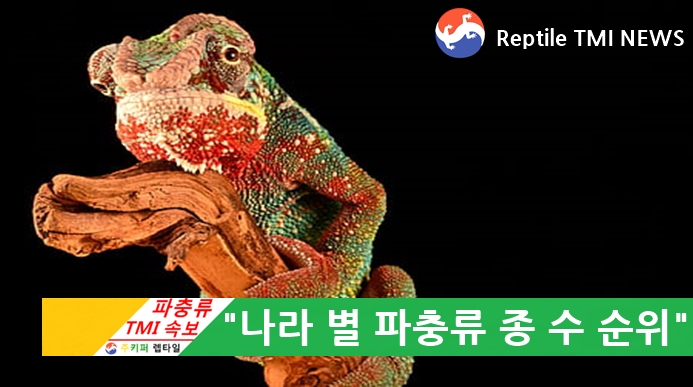 [주키퍼 렙타일] 파충류 TMI 속보 (36회) - 나라 별 파충류 종 수 순위 (feat. 한국은 몇 등??!)