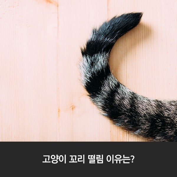 고양이 꼬리 떨림 이유가 무엇인가요? : 네이버 블로그 고양이 꼬리 떨림 이유가 무엇인가요? : 네이버 블로그