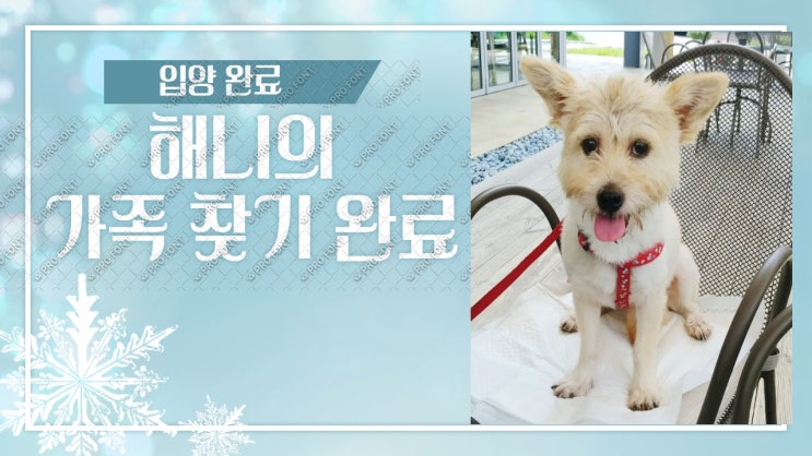 입양완료. '동물공감 가족이되어주세요' 에 올라왔던 안락사직전구조된 해니가 드디어 가족을만났어요. 입양완료. '동물공감 가족이되어주세요' 에 올라왔던 안락사직전구조된 해니가 드디어 가족을만났어요.