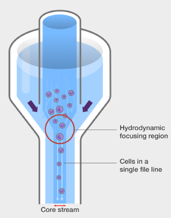 Flow Cytometry(FCM/FACS)로 비장세포 속 B세포/T세포 분석 : 네이버 블로그