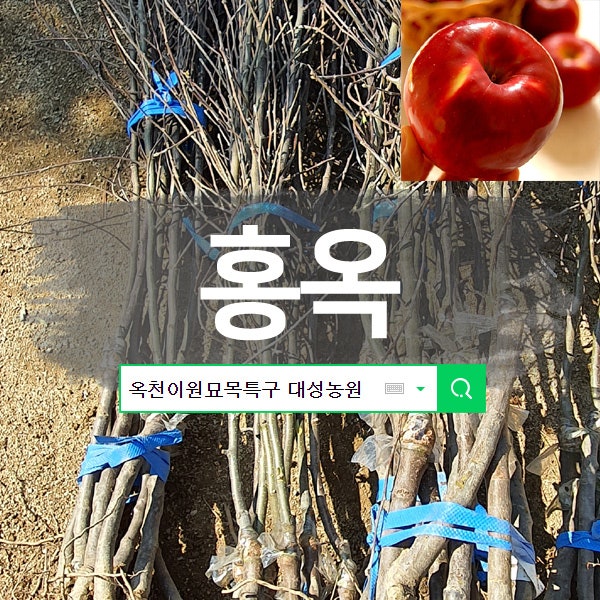 반짝반짝하고 빨간 사과나무 사과묘목 홍옥사과