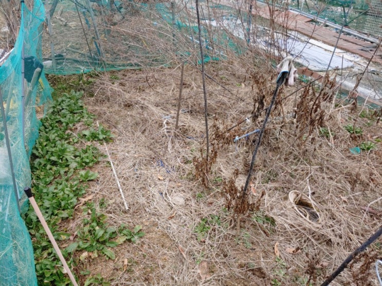  텃밭농사 시작