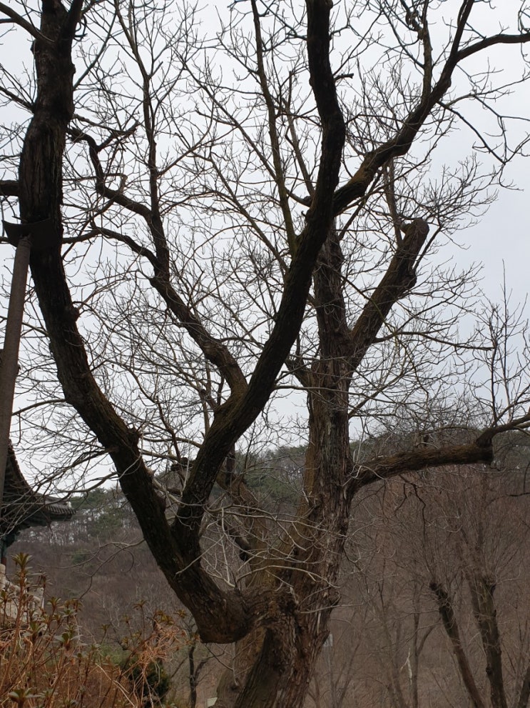 천안 가볼만한곳, 천안 광덕사 호두나무(국가지정문화재 천연기념물 제398호)