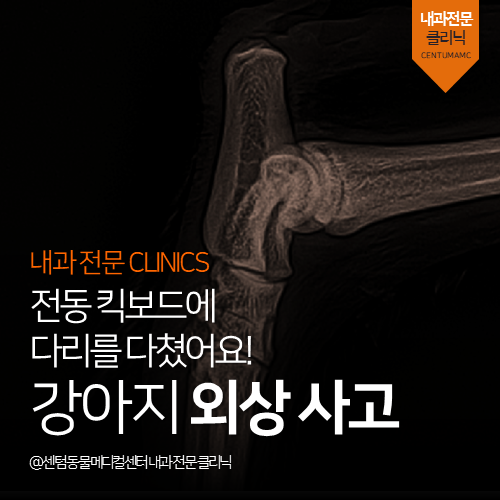  [내과] 강아지 외상 사고 - 전동 킥보드에 다리를 다쳤어요! (부산 수영구 남구 연제구 응급실 동물병원)
