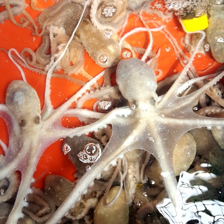 보성농수산 벌교 갯뻘 산낙지 싱싱하게 살아서 도착 대중소 크기선택, 1개, 중 5마리 추천해요 보성농수산 벌교 갯뻘 산낙지 싱싱하게 살아서 도착 대중소 크기선택, 1개, 중 5마리 추천해요
