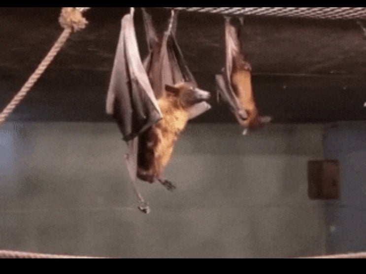 거꾸로 매달려있는 박쥐가 쉬하는 법 (영상있어요)