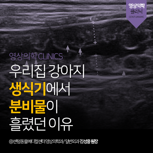  [영상의학과] 우리집 강아지 생식기에서 분비물을 흘렸던 이유 (부산 연제구 거제동 연산동 초음파 분석전문 동물병원, 자궁축농증)