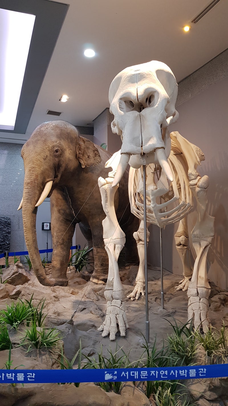 Iseul (@tattoosbyiseul) • Instagram photos and videos, image size:800x1422