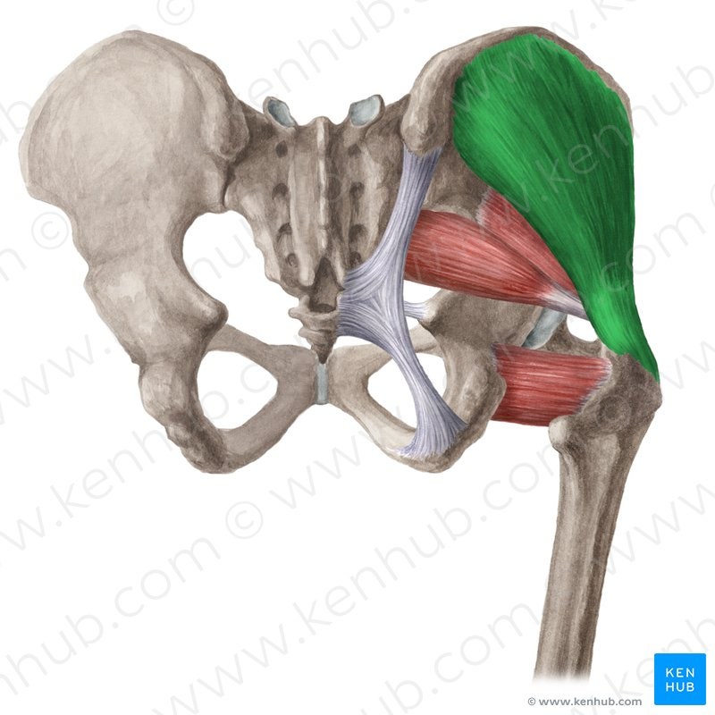 대둔근(Gluteus Maximus), 중둔근(Gluteus Medius), 소둔근(Gluteus Minimus) : 네이버 블로그
