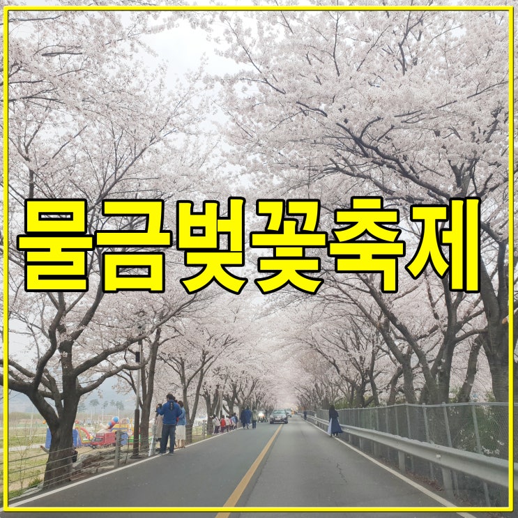 양산 물금 벚꽃축제 황산공원 올해는?