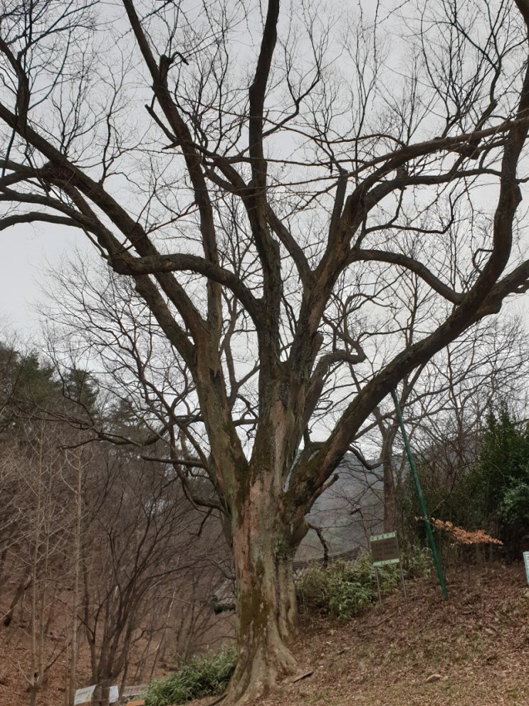  천안 여행, 광덕면 광덕리 느티나무(보호수, 고유번호: 8-17-342)
