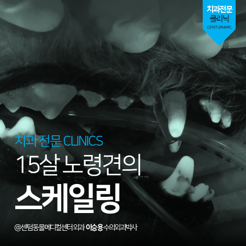 [치과] 15살 노령견 스케일링 (부산 연제구 거제동 연산동 수술 전문 동물병원)