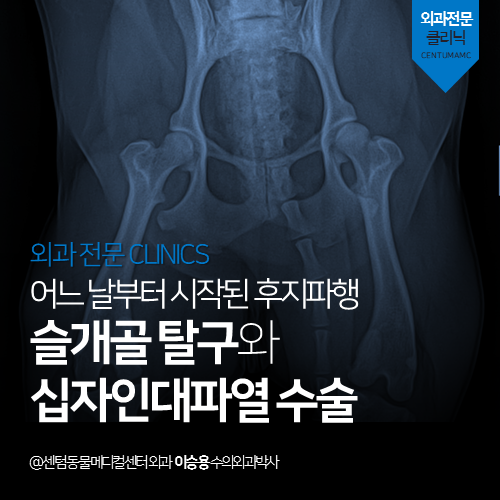  [외과] 슬개골 탈구와 십자인대파열 수술 - 어느 날부터 시작된 후지파행 (부산 수영구 광안동 남천동 수영동 정형수술 전문 동물병원)