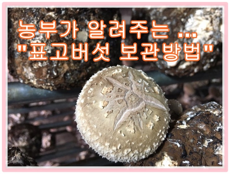  생 표고버섯 냉장/냉동/저장 보관방법 - 농부가 알려주는 꿀팁!