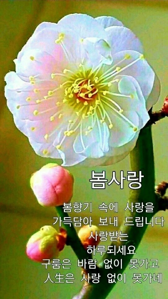  봄소식- 꽃샘추위 - 3월봄꽃 만물이소생하는 3월 복수동하이점핑다이어트