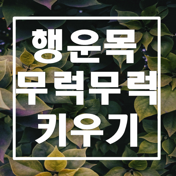  행운을 부르는 행운목 무럭무럭 잘 키우기
