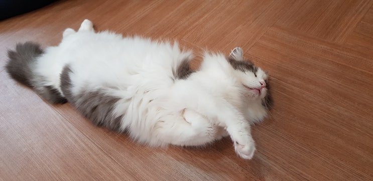  살찐고양이 애교 귀욤귀욤~