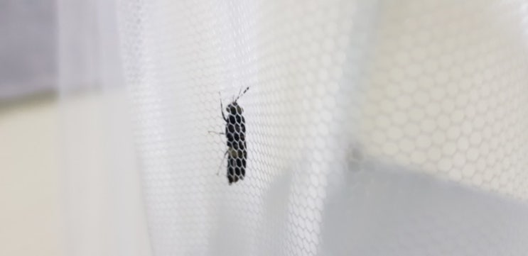  수컷 동애등에 성충
