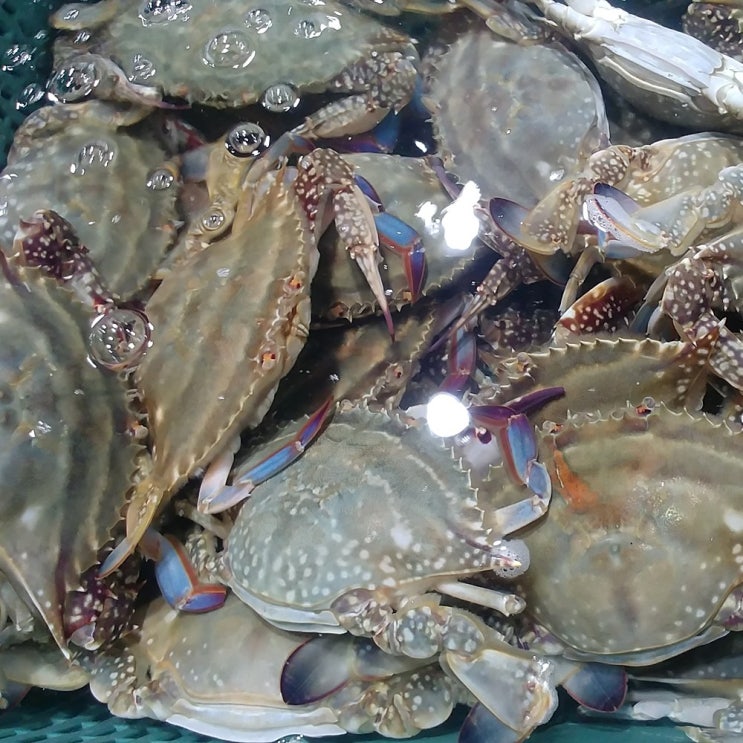 서산동부시장 생물 꽃게 1kg, 1box, 생물 암꽃게 1kg(3-4미) 추천해요 서산동부시장 생물 꽃게 1kg, 1box, 생물 암꽃게 1kg(3-4미) 추천해요
