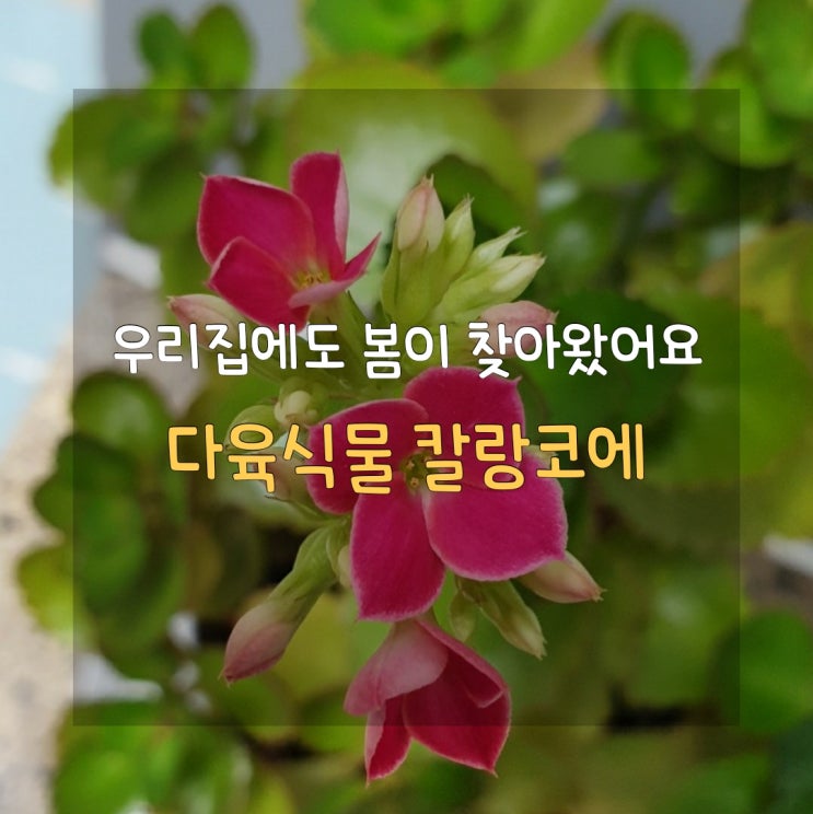  [일상기록/39개월] 사랑담아 물을 줬더니 꽃이 피었어요