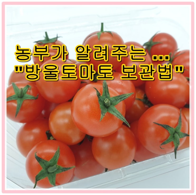  방울토마토 보관법 칼로리 효능 - 농부가 알려주는 꿀팁!!