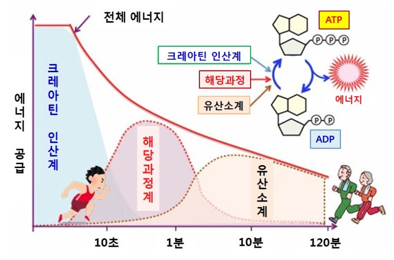 미토콘드리아를 건강하게 하여 암을 없앤다(3): 젖산 셔틀과 유산소운동 : 네이버 블로그