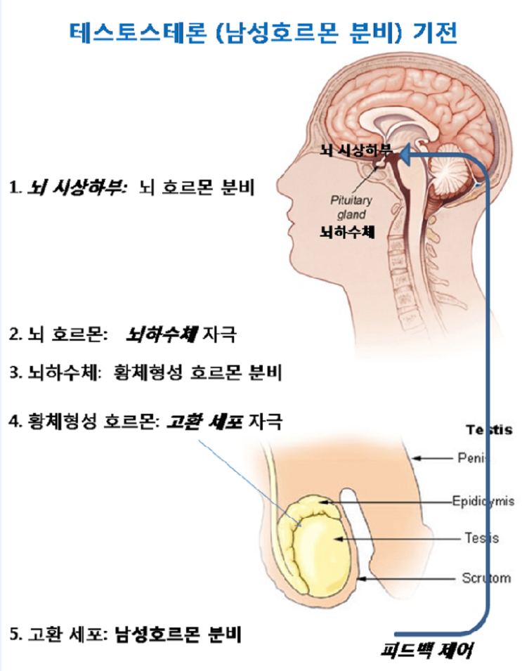 대전 휘트니스 성장호르몬과 테스토스테론(단백동화)