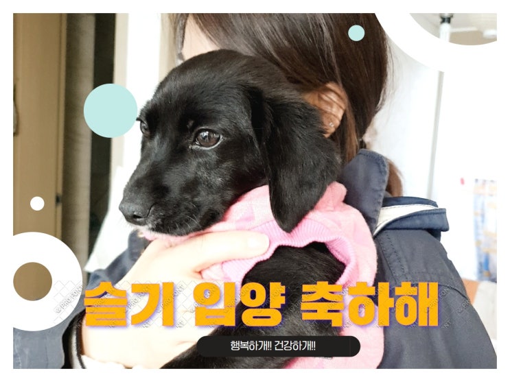입양완료. 동물공감 ' 가족이되어주세요' 에 올라왔던 탈장수술 완료한 블랙독 믹스견 슬기가 가족을만났어요. 입양완료. 동물공감 ' 가족이되어주세요' 에 올라왔던 탈장수술 완료한 블랙독 믹스견 슬기가 가족을만났어요.