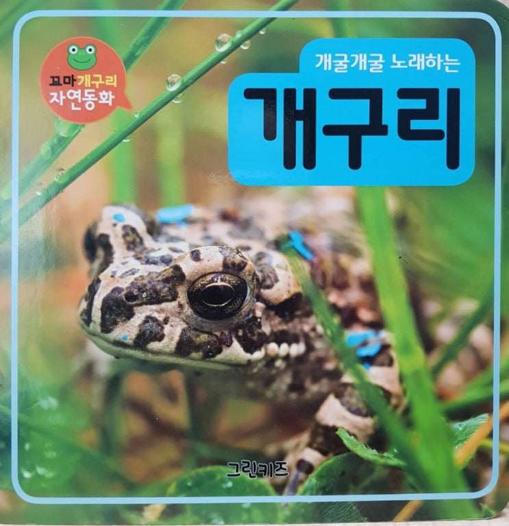  [그린키즈] 개굴개굴 노래하는 개구리 리뷰