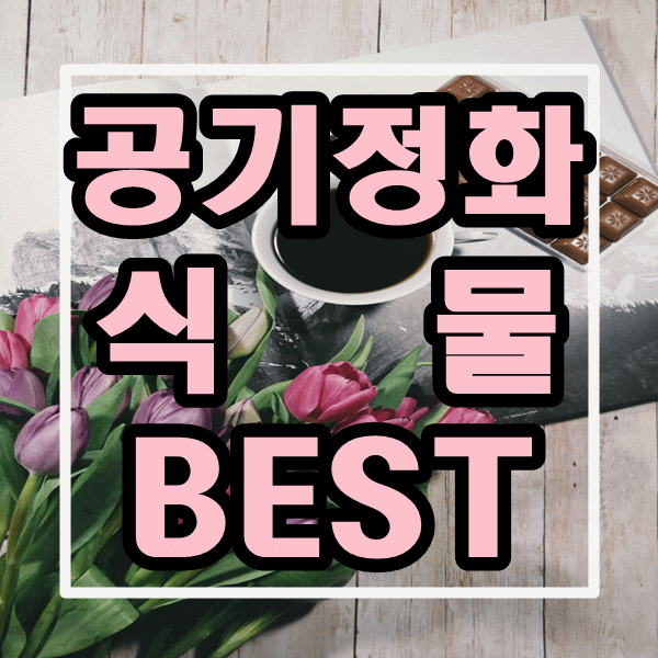  실내공기정화식물/공기정화식물 키우기