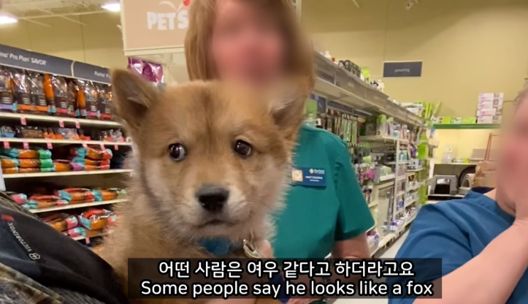진돗개 입양으로 유튜브 조회수 떡상한 올리버쌤 진돗개 입양으로 유튜브 조회수 떡상한 올리버쌤
