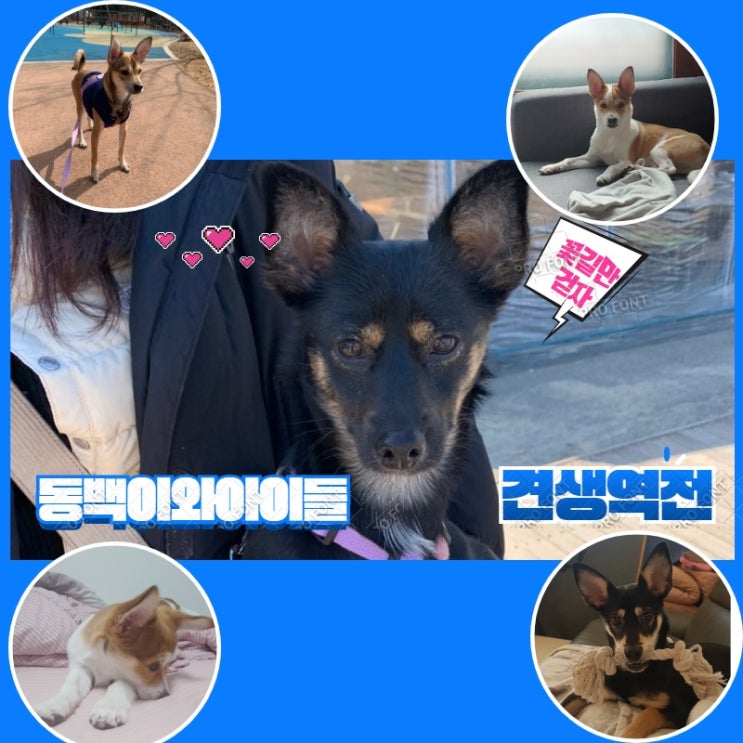 유기견입양 후기 동백이와 4남매. 중성화도 하고 사랑 받으며 잘 지내고 있는 견생역전 5아이. 꽃길만걷자 유기견입양 후기 동백이와 4남매. 중성화도 하고 사랑 받으며 잘 지내고 있는 견생역전 5아이. 꽃길만걷자