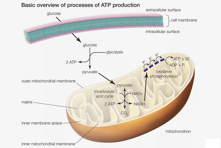 What Is The First Step In Cellular Respiration And Where Does It Occur