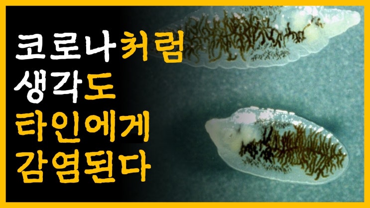  코로나처럼 생각도 타인에게 감염된다 [feat. 밈(meme)]