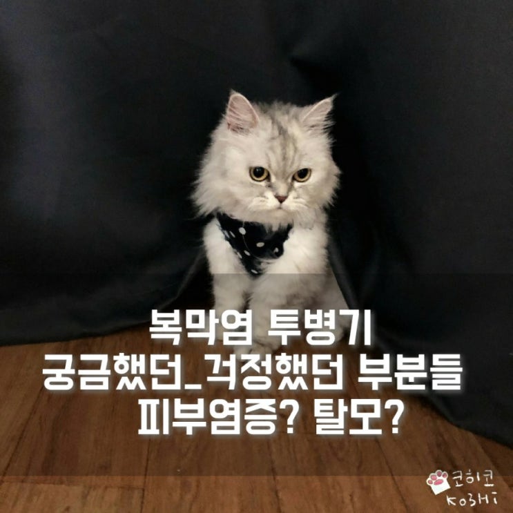  코히 복막염 투병기/ 신약 피부염증_탈모_신약치료중  내가 궁금했던, 걱정했던, 부분들