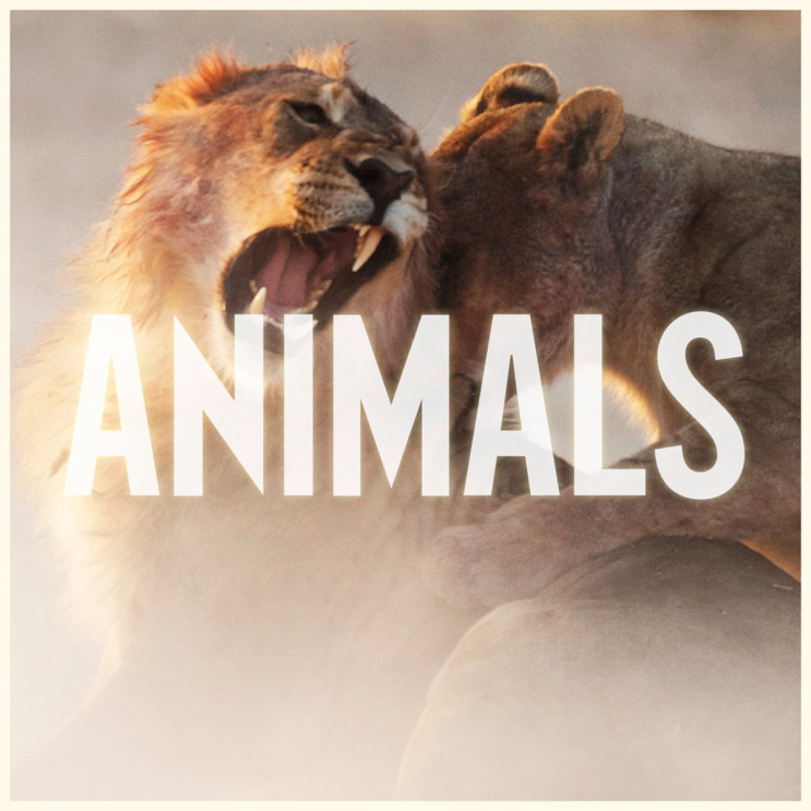 마룬 5 (Maroon 5) - Animals 가사/번역 마룬 5 (Maroon 5) - Animals 가사/번역